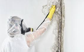 Best Basement Mold Removal  in USA